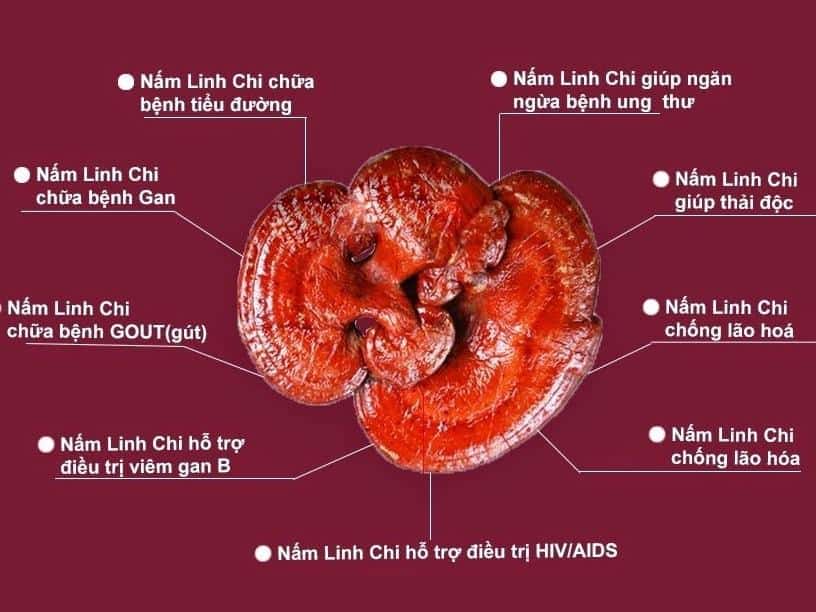 Linh chi hỗ trợ điều trị các bệnh khác