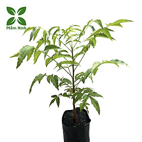 Cây sầu đâu cao khỏe mạnh cao khoảng 40cm