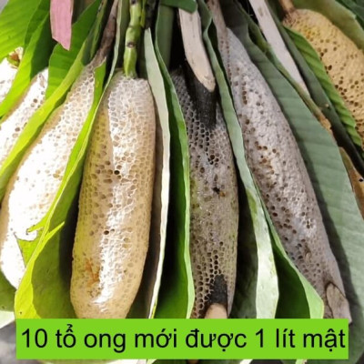 Mật ong ruồi và Mật ong rừng U Minh - Combo 2 Chai 500ml, Mật ong khai thác tự nhiên, không nuôi, OGINBEE