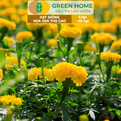 Hạt Giống Hoa Vạn Thọ Cao Nhiều Màu GreenHome, Gói 0,1g~60 hạt, Dễ Trồng Quanh Năm, Hoa To H20