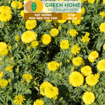 Hạt Giống Hoa Vạn Thọ Cao Nhiều Màu GreenHome, Gói 0,1g~60 hạt, Dễ Trồng Quanh Năm, Hoa To H20