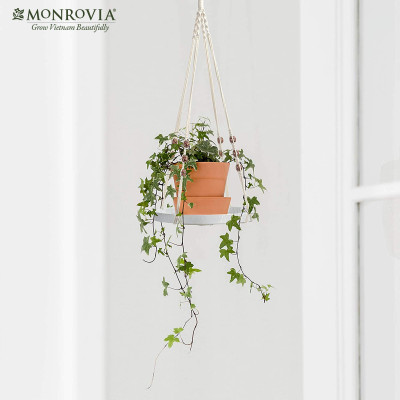 Set dây treo Macrame kèm đĩa đựng chậu MONROVIA, trang trí trong nhà, sân vườn, đan thủ công tỉ mỉ, Tiêu chuẩn Châu Âu