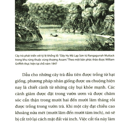Sách- Lịch Sử Của Trà (Tái Bản 2022)- 2HBooks