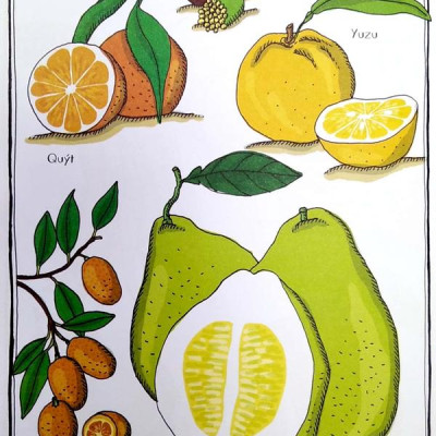 Sách - Bách khoa thư dành cho mọi lứa tuổi - Vườn bách thảo bằng tranh (Bìa cứng) (Nhã Nam HCM)