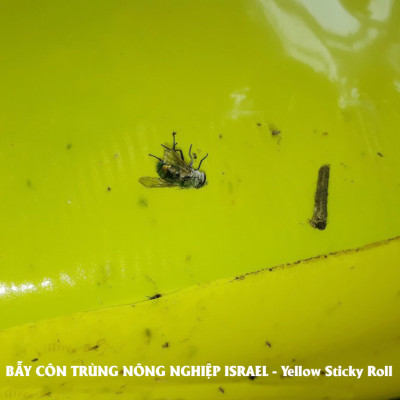 MIẾNG DÁN VÀNG BẪY CÔN TRÙNG NHẬP KHẨU ISRAEL DÙNG TRONG NÔNG NGHIỆP SẠCH NHƯ RAU THỦY CANH, RAU KHÍ CANH VÀ NÔNG NGHIỆP SẠCH (SET 20 ME2T DÀI). Kích thước ngang 0.18M x Dài 20M trải nghiệm