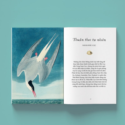 (In màu) SẢI CÁNH NHƯ NHỮNG CHÚ CHIM – Alison Davies – Trang Rose dịch – NXB Kim Đồng