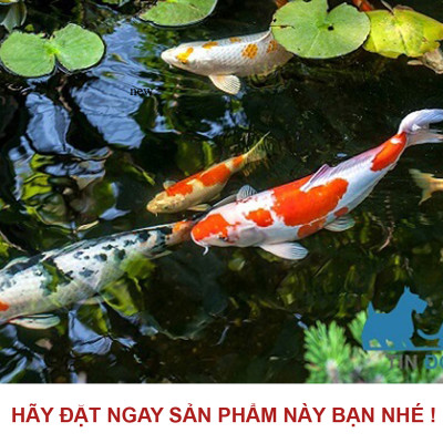 Đặc Trị Nội Ngoại Ký Sinh Trùng, Giun, Sán Trên Cá TN8 loại tốt 15gr 