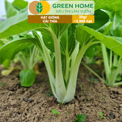 Hạt Giống Rau Cải Thìa Greenhome, Gói 20g~3500 hạt, Dễ Trồng Quanh Năm, Nảy Mầm Cao, Thu Hoạch Nhanh, Năng Suất Cao R08