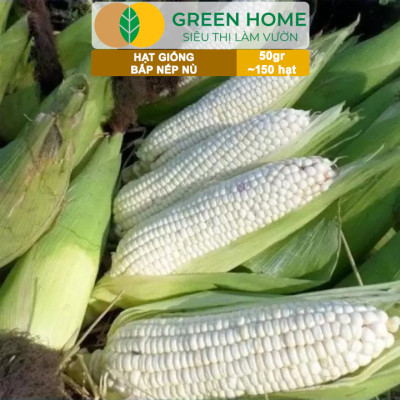 Hạt Giống Bắp Nếp Nù, Greenhome, Gói 50GR~150 hạt, Dễ Trồng Quanh Năm, Nảy Mầm Cao, T33