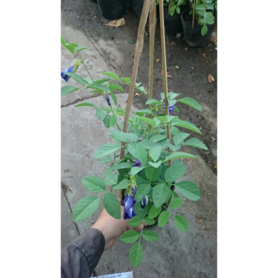 Cây Hoa Đậu Biếc - Cây cảnh vườn + Tặng phân bón cho cây mau lớn